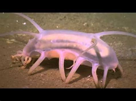 Scotoplanes - Sea Pig - Sea Cucumber - YouTube