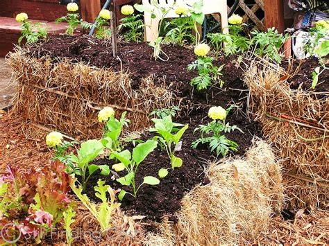 Still Finding Cash: (3) Hay Bale Gardening - Planting