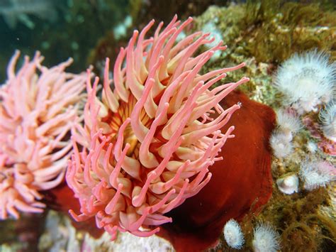 Sea Anemone | Seattle Aquarium