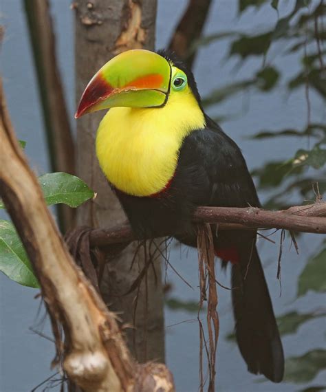 Pictures and information on Keel-billed Toucan