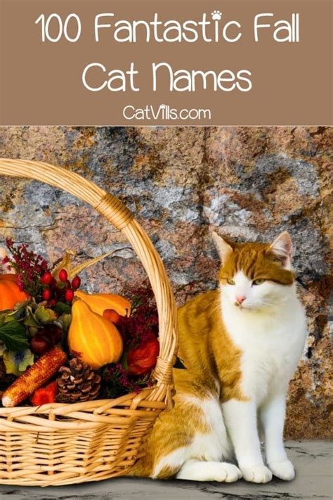 100 Fantastic Fall Cat Names for Male & Female Kittens - CatVills