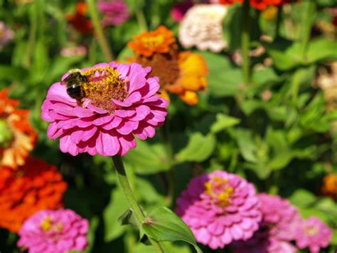 Marigold Meaning: Ultimate Guide - Petals And Hedges