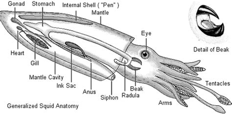 squid anatomy Flashcards | Quizlet