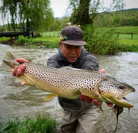 Top 5 of 2017: Best Pennsylvania Streamer Fly Fishing | Trout Haven