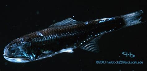 Bioluminescence in Deep-Sea Fishes Breeds Species Diversity : Animals ...