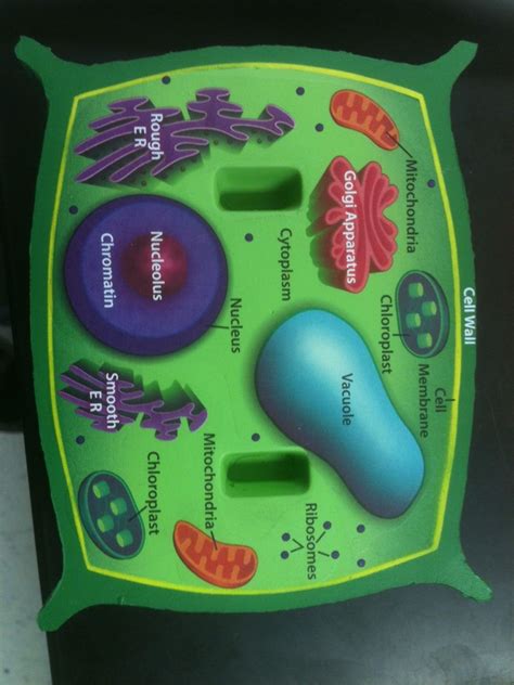 Plant Cell Project Materials