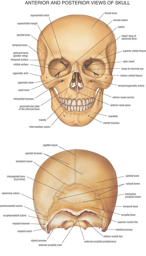 Anatomy Pictures