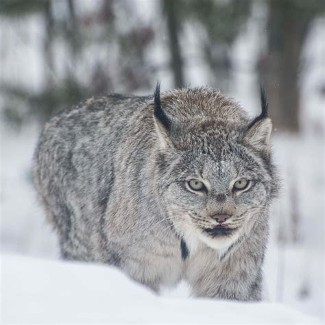 Leaps and Bounds "Winter is Here"-Lynx - Yukon Wildlife Preserve