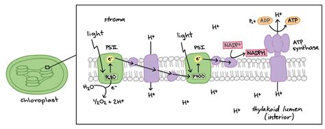 How first law of thermodynamic applied in the process of photosynthesis? | Socratic