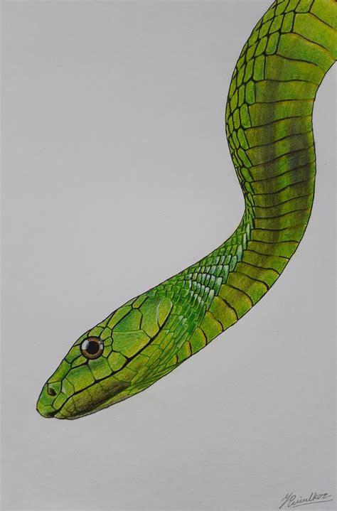 🐍 Reptile 🐍 Green Mamba Snake Color Pencil Drawing 🎨 | Snake painting, Snake drawing, Color ...