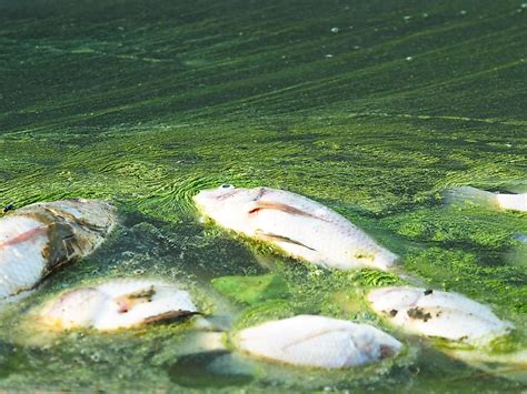 What Is Eutrophication? - WorldAtlas