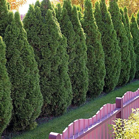 Types Of Cedar Trees For Landscaping