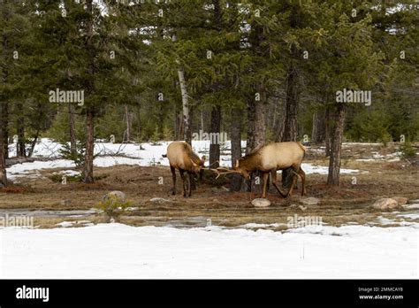 male elk fighting Stock Photo - Alamy