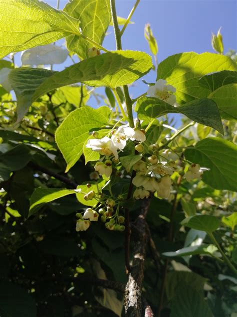 Actinidia kolomikta (Artic Kiwi, Kiwi, Kolomikta Vine) | North Carolina Extension Gardener Plant ...