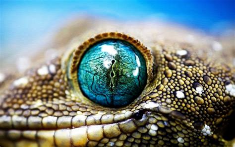 Ojos de animales, Lagarto, Aves de compañía