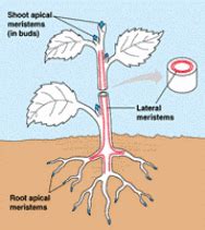 Examples of Apical Meristems / Intercalary Meristems/ Lateral Meristems | ExamplesOf.net