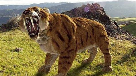 Saber Tooth Tiger Sightings