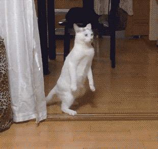 amazing cat cat walking gif | WiffleGif