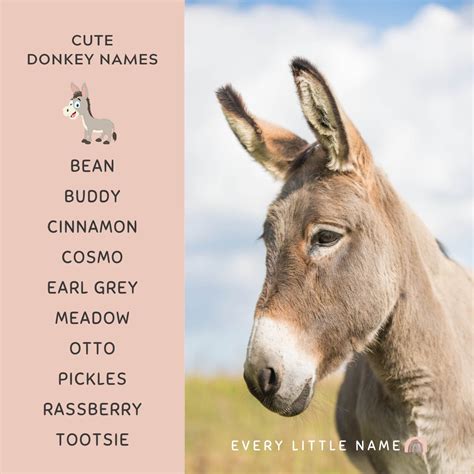 170+ Best Donkey Names (Cute, Funny, and Creative) - Every Little Name