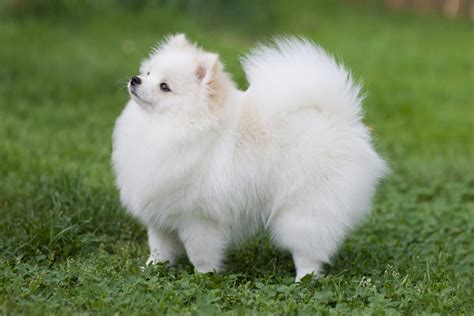 20 of the Cutest White Dog Breeds | Reader's Digest