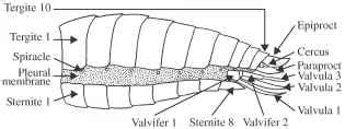 Abdomen - Insect Species - Insectomania