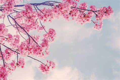 Cherry Blossom Branch Wallpaper Mural | Hovia AU