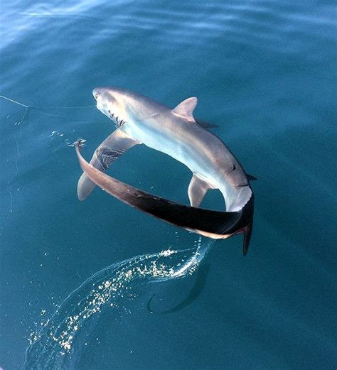 Common Thresher Shark | Mexican Fish.com