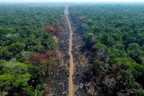 Bolsonaro Tinggalkan Warisan Mengerikan di Hutan Amazon - Koran-Jakarta.com