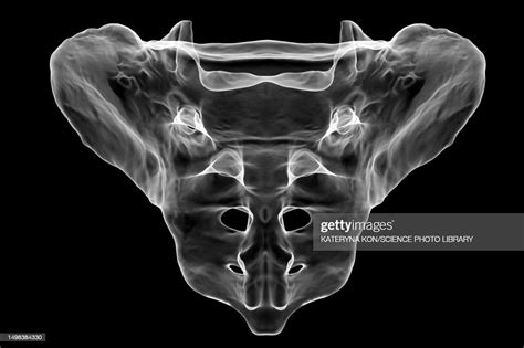 Sacrum Bone Illustration High-Res Vector Graphic - Getty Images