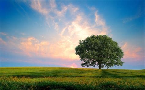 Tree and Sky Wallpapers - Top Free Tree and Sky Backgrounds - WallpaperAccess