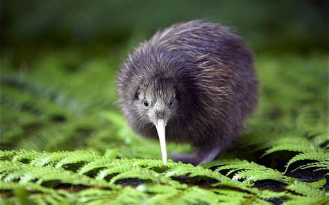 Online crop | HD wallpaper: Animal, Kiwi, Bird | Wallpaper Flare