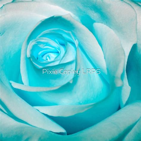 "Ice Blue Rose" by Pixie Copley LRPS | Redbubble