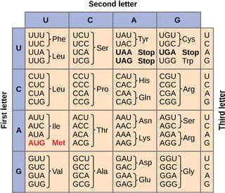 molecular biology - How to find the amino acid that is bound to a tRNA with the anticodon ...