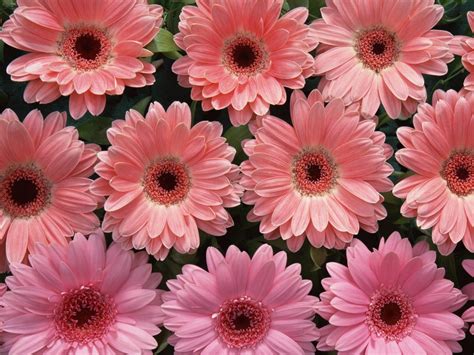 Pink Flowers Wallpapers:wallpapers screensavers