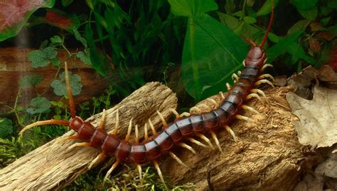 Fun Giant Centipede Facts For Kids | Kidadl