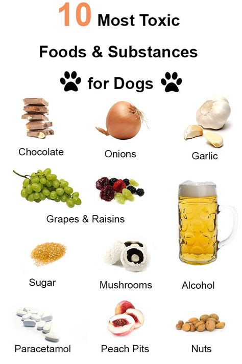 60 best images about Poison Prevention for your Pet on Pinterest | Cats, Dog care and Safety