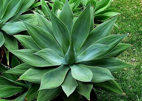 12 Types of Agave Plants to Grow | Best Agave Varieties