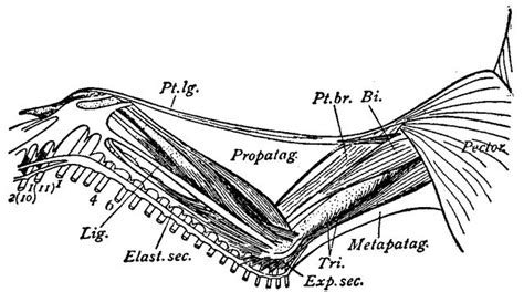 Bird Wing Muscle Anatomy File:1911 eb wing muscles of a | Anatomy: Wings | Pinterest | Wings ...