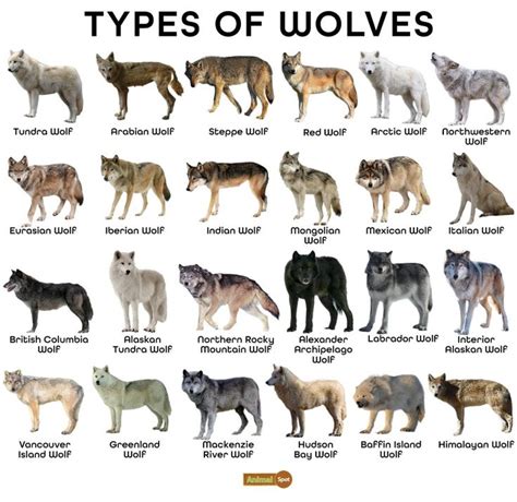 Wolf Facts, Types, Diet, Reproduction, Classification, Pictures | Razze di cani, Cuccioli di ...