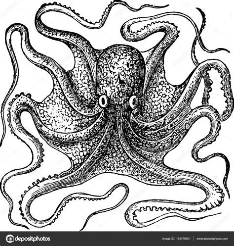 Vintage Octopus Drawing at GetDrawings | Free download