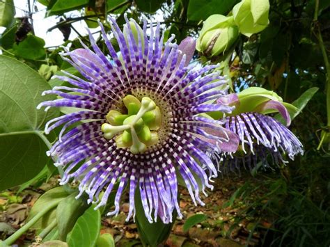 Sweet Granadilla 5 Seeds Passiflora Ligularis Grenadia | Etsy