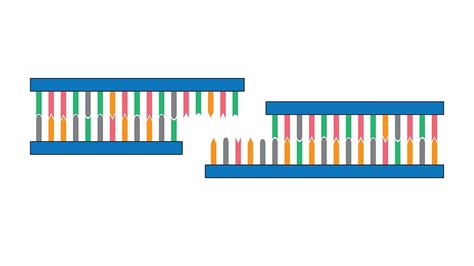 DNA Ligation Overview: Mechanism, Types, Applications & Trends ...