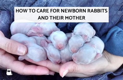 How To Take Care Of Baby Rabbits - Askexcitement5