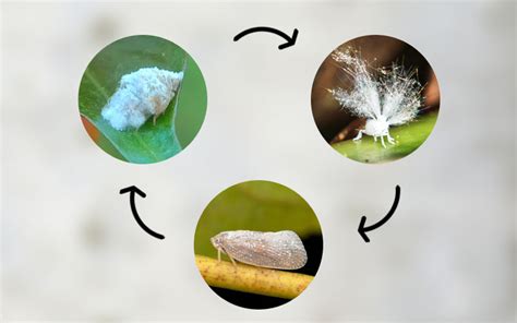 Planthopper Life Cycle - With Facts & Pictures - Insectic