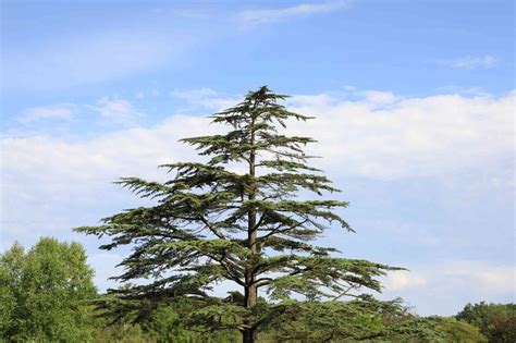 12 Cedar Tree Species for Your Yard