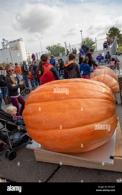 Giant pumpkin contest in South Dakota Stock Photo - Alamy