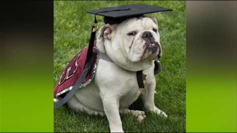 Beloved University of Redlands mascot graduates following cancer diagnosis