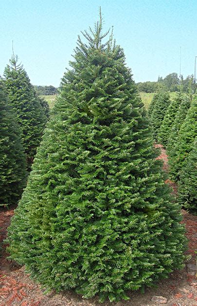 Grand Fir: Majestic Evergreen with Citrus Scent and Strong Wood