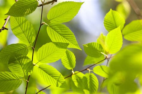 How to Grow and Care for American Beech Trees