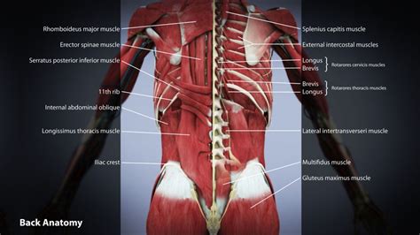 Acquire Back Anatomy Free Images - Www